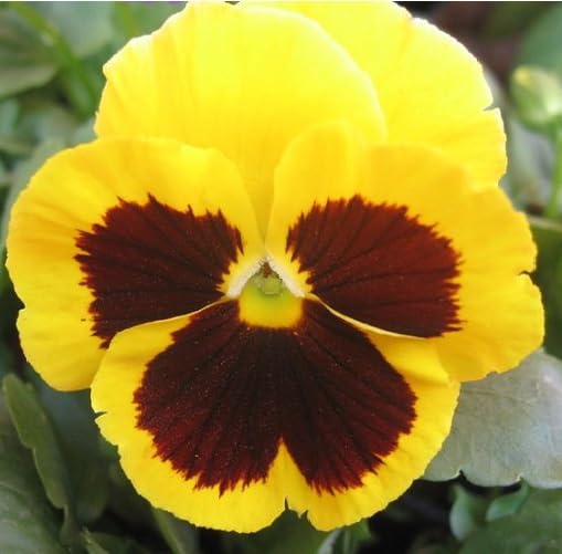 yellow marron flower seeds