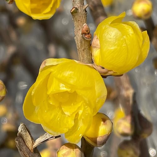 Yellow Chimonanthus Flower Seeds – Heirloom, Non-GMO, High Germination Organic Garden Seeds for Planting