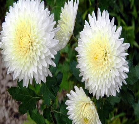 Chrysanthemum Flower Seeds White Heirloom Non-GMO High Germination Organic Garden Seeds for Planting