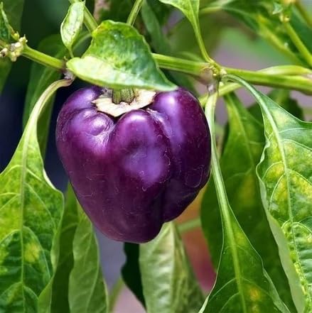 Purple Pepper Seeds – Heirloom, Non-GMO, High Germination Organic Garden Seeds Planting