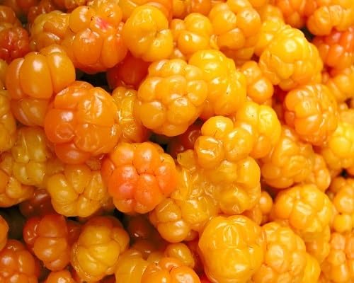 Semillas de camemoro Naranja Herencia No-GMO Alta Germinación Semillas Orgánicas de Jardín para Plantar