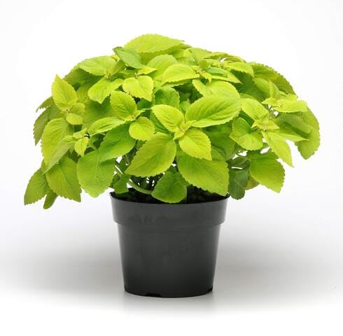 green coleus flower seeds