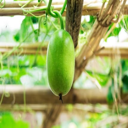 Green Ash Gourd – Heirloom, Non-GMO, High Germination Organic Garden Seeds Planting