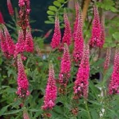 Veronica Flower Seeds – Heirloom Non-GMO High Germination Organic Garden Seeds