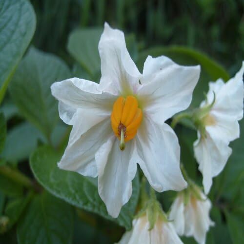 White Tuberosum Flower Seeds Heirloom Non-GMO High Germination Organic Garden Seeds for Planting
