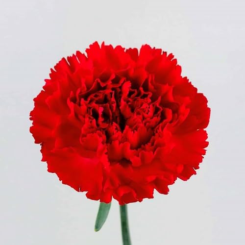 Red Carnation Flower Seeds – Heirloom, Non-GMO, High Germination Organic Garden Seeds for Planting Seeds for Planting