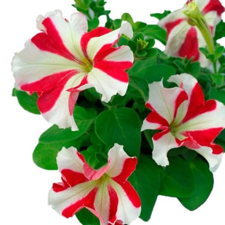 Petunia Flower Seeds Red White Heirloom Non-GMO High Germination Organic Garden Seeds