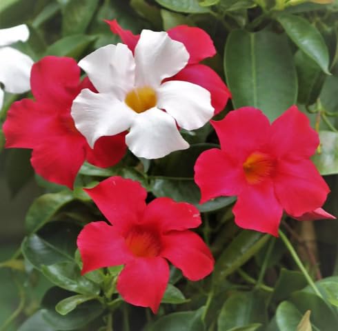 Red White Mandevilla Flower Seeds for Planting – Heirloom Non-GMO High Germination Organic Garden Seeds