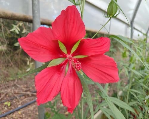 red hibiscus flower seeds