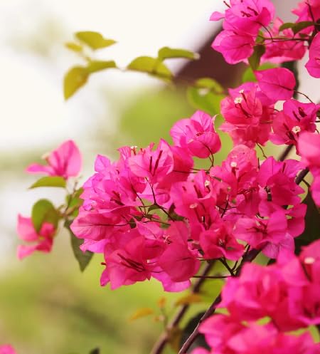 Geranium Flower Seeds – Heirloom, Non-GMO, High Germination Organic Garden Seeds for Planting