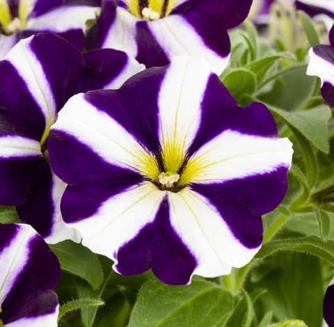 Lila weiße Petunien Samen, alte Sorte, gentechnikfrei, hohe Keimfähigkeit, Bio-Garten-Samen