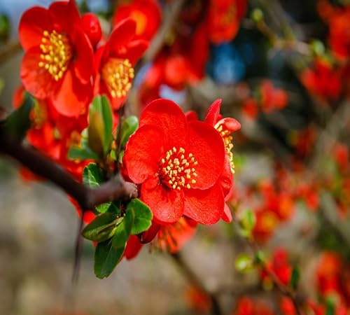 Quince Flower Seeds Heirloom Non-GMO High Germination Organic Garden Seeds for Planting