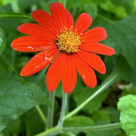 Red Tithonia Flower Seeds – Heirloom, Non-GMO, High Germination Organic Seeds