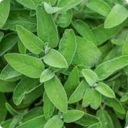 salvia green heirloom non-gmo seeds