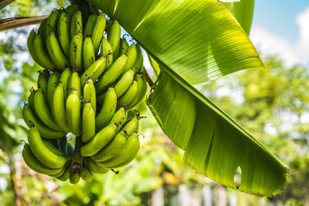 Banana Tree Seeds – Heirloom, Non-GMO, High Germination Organic Garden Seeds