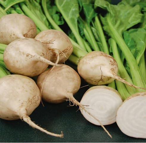 White Beetroot Seeds – Heirloom, Non-GMO, High Germination Organic Garden Seeds Planting
