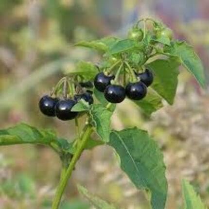 Black Solanum Fruit Seeds – Heirloom, Non-GMO, High Germination Organic Garden Seeds