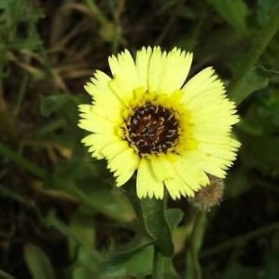 tolpis umbrella flower seeds