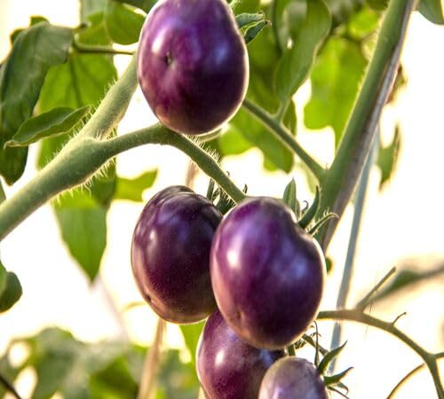 Tomato Purple Seeds – Heirloom, Non-GMO, High Germination Organic Garden Seeds
