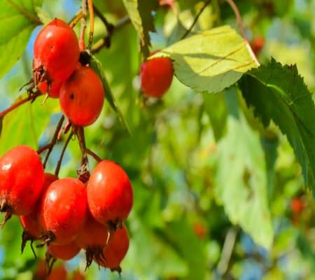 Hawthorn Seeds – Heirloom Non-GMO High Germination Organic Garden Seeds for Planting