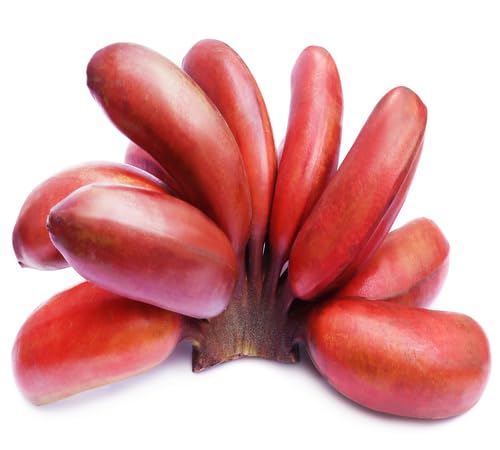 Bay Berry Seeds Red Heirloom Non-GMO High Germination Organic Garden Seeds for Planting