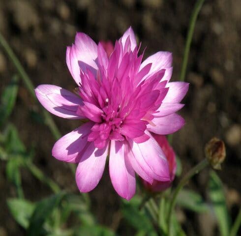 Semillas de Xeranthemum rosa – Semillas de jardín orgánicas para plantar, de herencia, sin OMG, de alta germinación