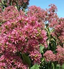 heptacodium miconioides flower seeds