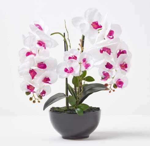 white pink flower seeds