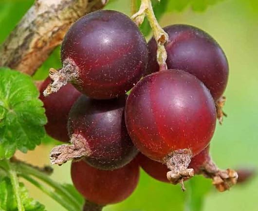Red Jostaberry Seeds for Planting – Heirloom Non-GMO High Germination Organic Garden Seeds