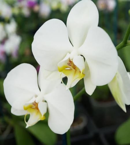 white phalaenopsis flower heirloom non-gmo seeds