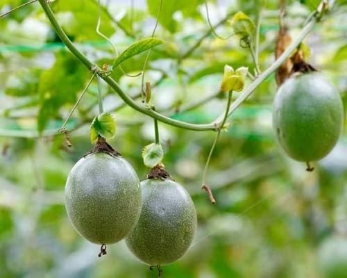 Green Passion Fruit Seeds – Heirloom, Non-GMO, High Germination Organic Garden Seeds