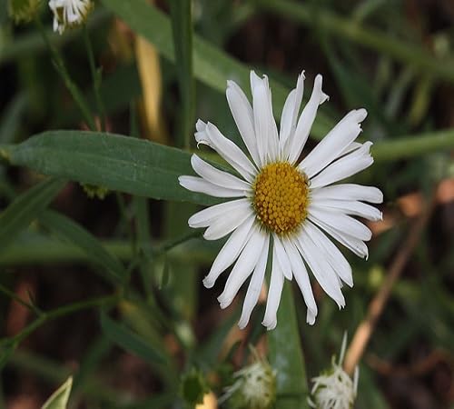 White Boltonia Flower Seeds Heirloom Non-GMO High Germination Organic Garden Seeds
