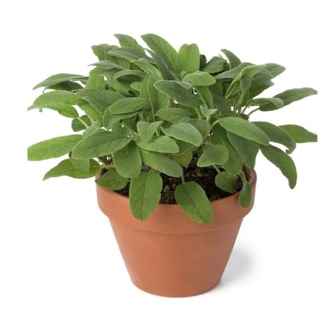 Green Sage Plant Seeds Heirloom Non-GMO High Germination Organic Garden Seeds for Planting