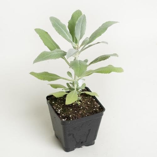 Green White Sage Plant Seeds Heirloom Non-GMO High Germination Organic Garden Seeds for Planting