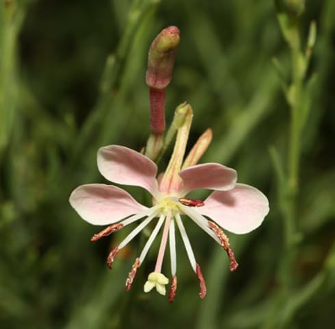 Pink Oenothera Suffrutescens Flowers Seeds – Heirloom, Non-GMO, High Germination Organic Garden Seeds for Planting