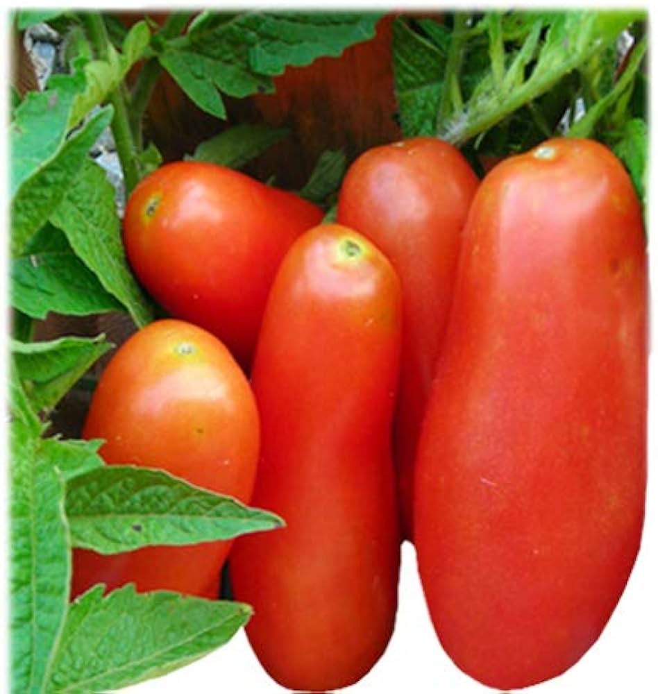 banana tomato flower seeds