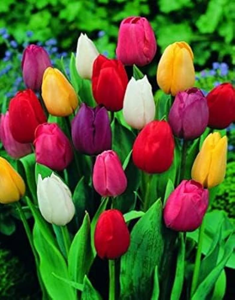mixed tulip flower seeds
