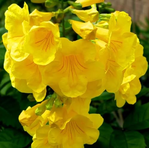 Yellow Tecoma Stans Flower Seeds Heirloom Non-GMO High Germination Seeds for Planting