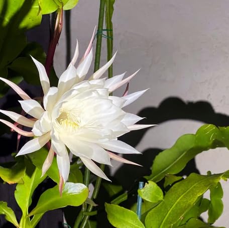 White Epiphyllum Oxypetalum Flower Seeds Heirloom Non-GMO High Germination Organic Garden Seeds for Planting