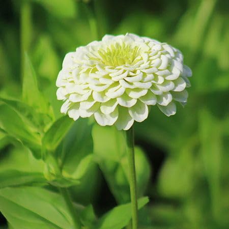 White Zinnia Flower Seeds – Heirloom Non-GMO High Germination Organic Garden Seeds