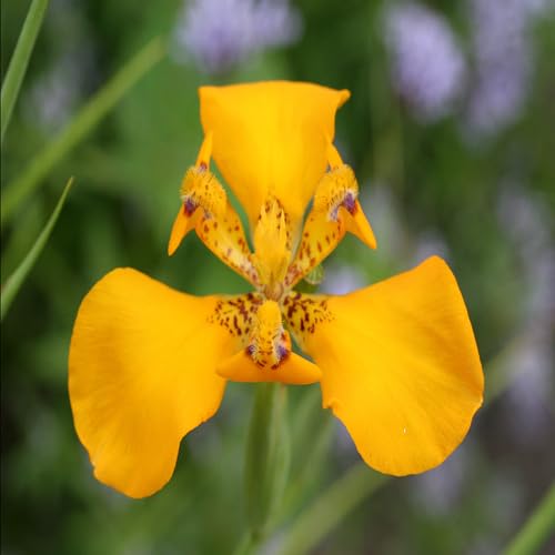 Yellow Cypella Flower Seeds – Heirloom, Non-GMO, High Germination Organic Garden Seeds