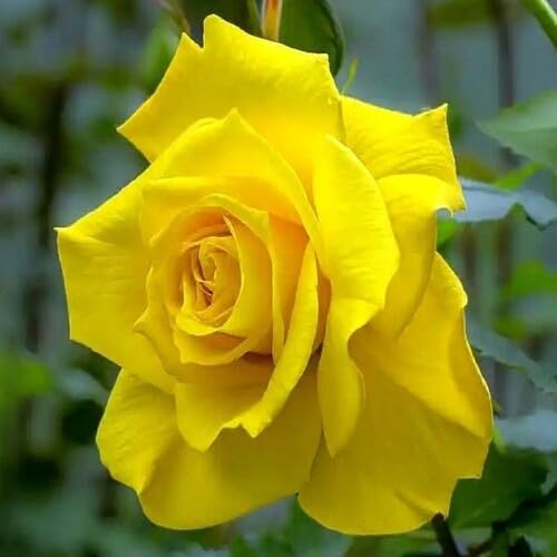 Yellow Rose Flower Seeds – Heirloom, Non-GMO, High Germination Seeds for Planting