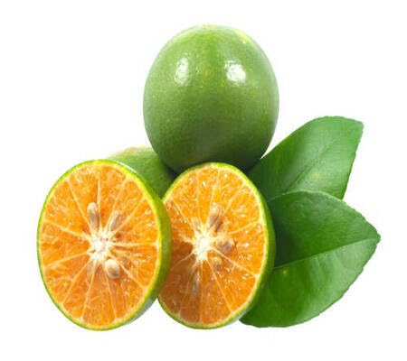 Orange Tree Seeds Green – Heirloom, Non-GMO, High Germination Organic Garden Seeds