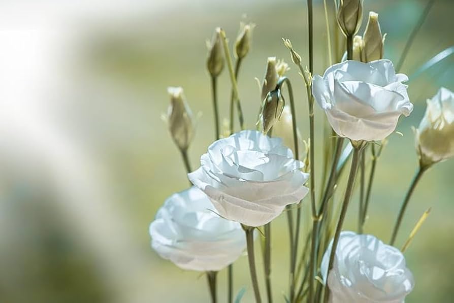 Semillas de Flor de Eustoma Grandiflorum Blanca – Semillas Tradicionales No Modificadas Genéticamente de Alta Germinación