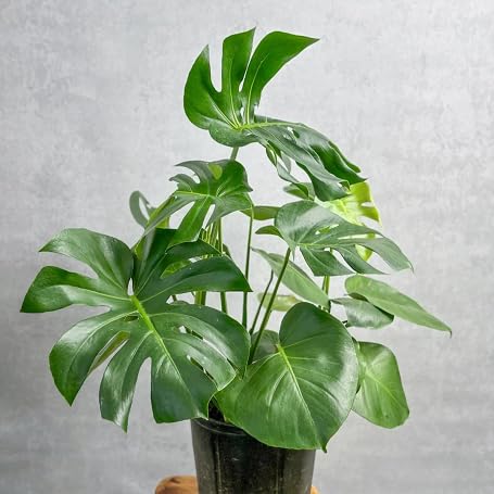 green monstera flower seeds