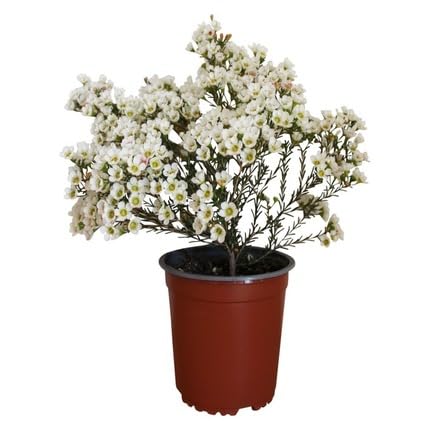 White Geraldton Flower Seeds Heirloom Non-GMO High Germination Organic Garden Seeds for Planting