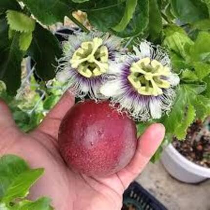 Maroon Passion Seeds Heirloom Non-GMO High Germination Organic Garden Seeds for Planting