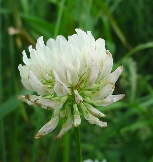 White Trifolium Alpestre Flower Seeds – Heirloom, Non-GMO, High Germination Organic Seeds