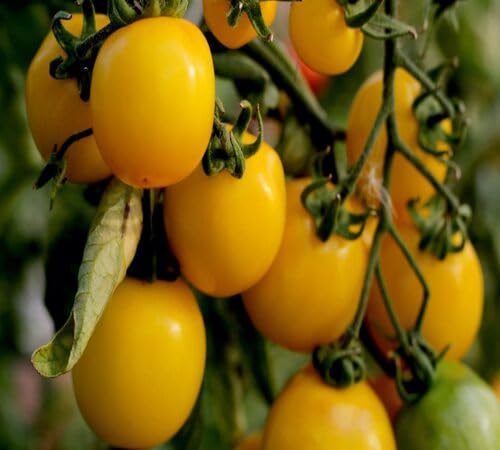 Tomato Growing Yellow Seeds – Heirloom, Non-GMO, High Germination Organic Garden Seeds