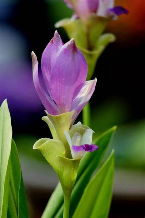 Purple Curcuma Flower Seeds for Planting Heirloom Non-GMO High Germination Organic Garden Seeds